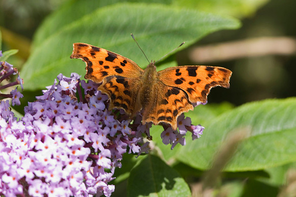 Comma