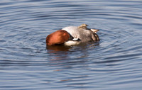 Pochard drake