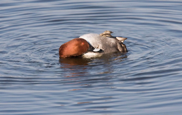 Pochard drake