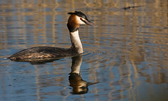 Great Crested Grebe.