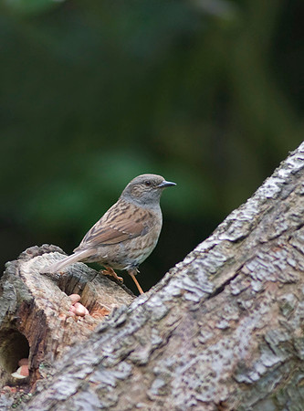 CRW_7283Dunnock  - June 21