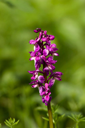 Early Purple Orchid