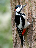 Great Spotted Woodpecker - male