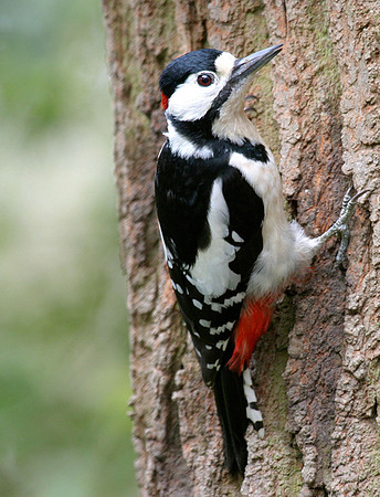Great Spotted Woodpecker - male