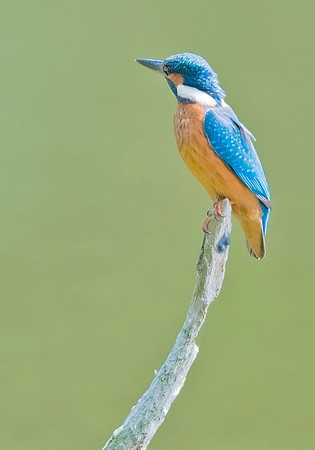 Kingfisher male.