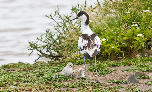 Avocet with two chicks - Killingholme Reserve July 9 2008.