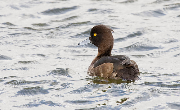 IMG_1529Tufted Duck female @ Far Ings  - April 1st
