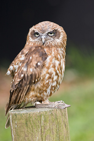 Little Owl