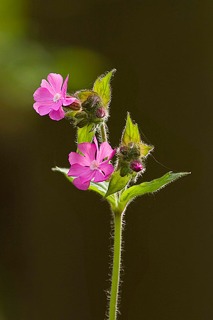 Red Campion