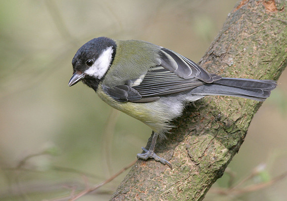 Great tit