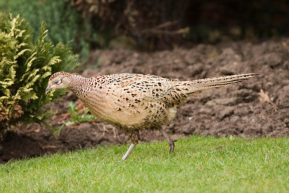 CRW_5972Hen Pheasant - April 13