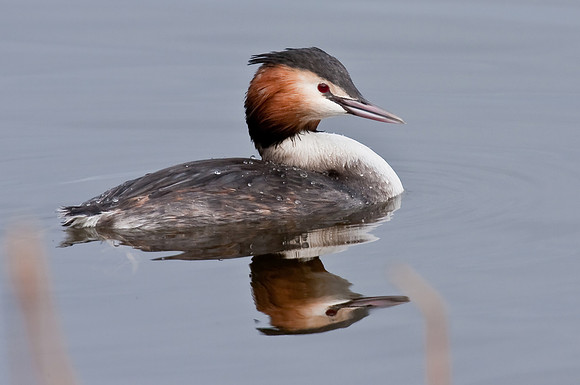 Great Crested Grebe  hotel pit  Feb 20