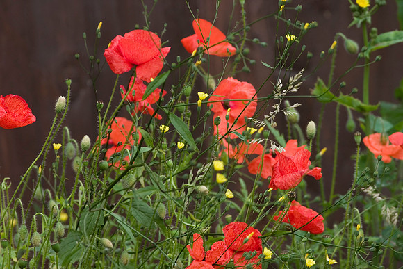 Red Poppy