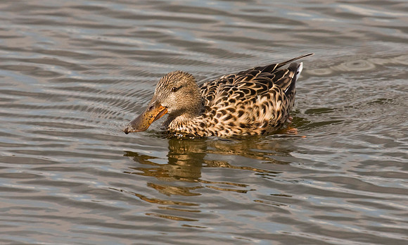 Shoveler Duck - female