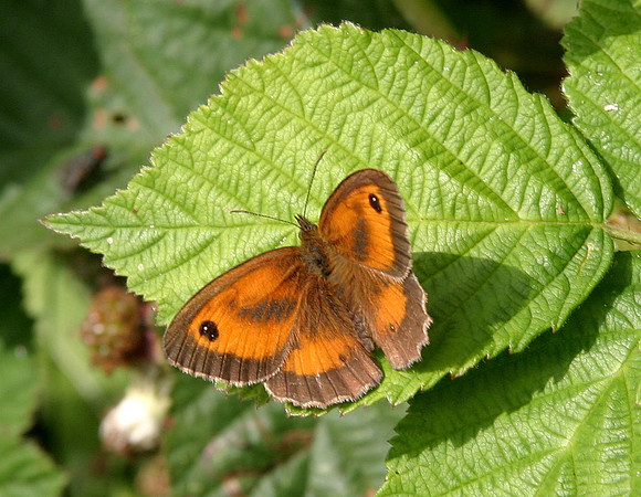 Gatekeeper