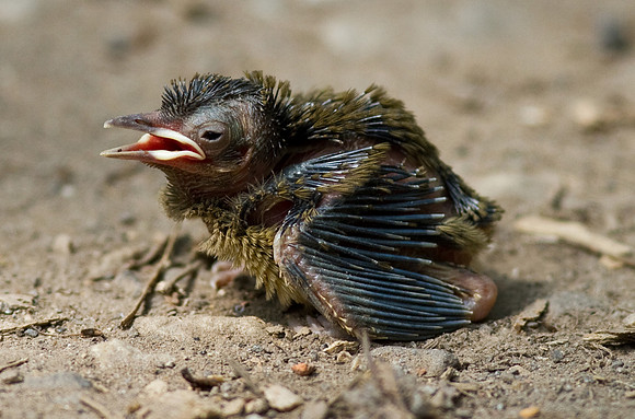 Blackcap_chick_fallen_out_of_nest_-_May_24__2010-1132