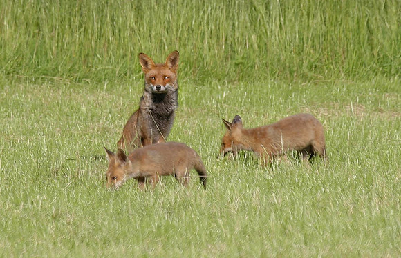 Vixen with two of four cubs