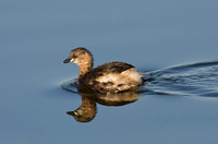 Little Grebe.