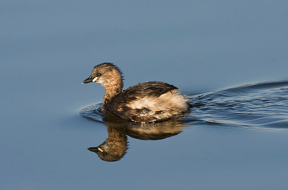 Little Grebe.