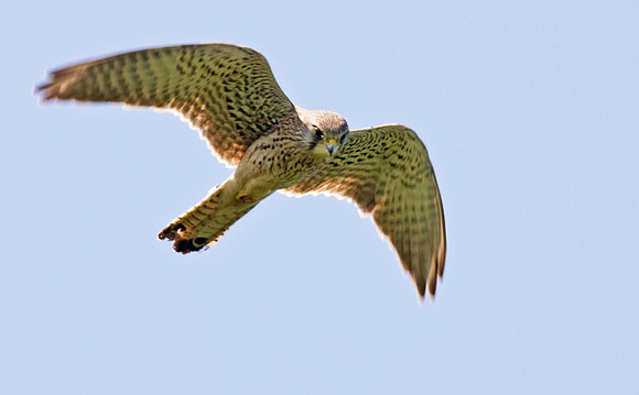 Kestrel hovering 2
