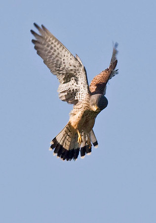 Kestrel hovering 1