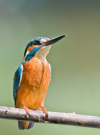 Kingfisher male  July 27 2008
