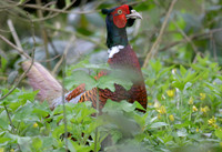 Cock Pheasant