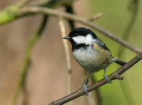 Coaltit