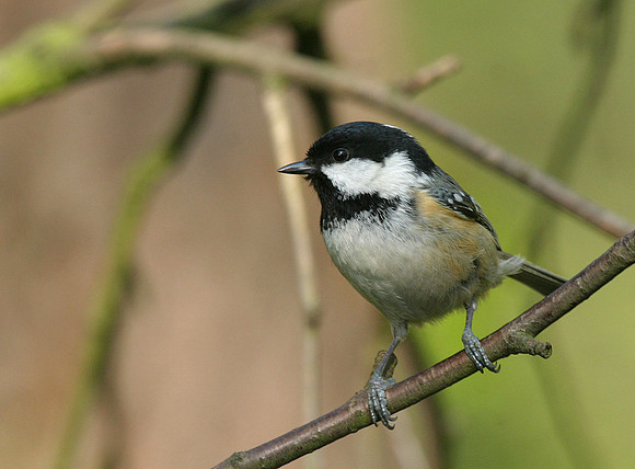 Coaltit