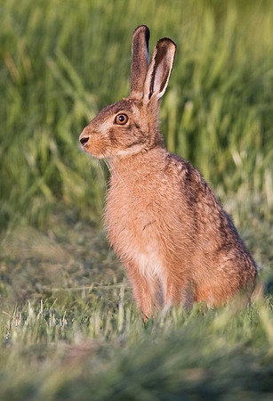 Brown Hare