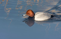 Pochard drake