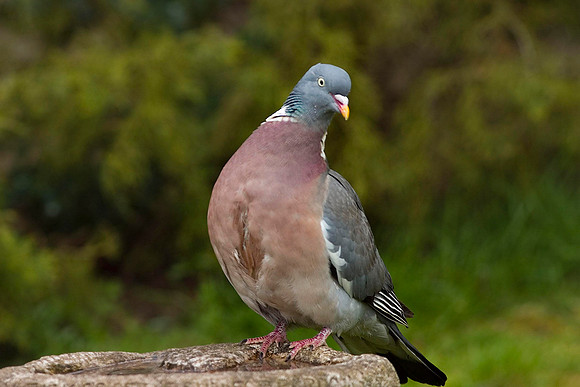 CRW_6399Wood Pigeon drinking - April 26
