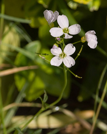 Lady's Smock or Cuckoo Flower
