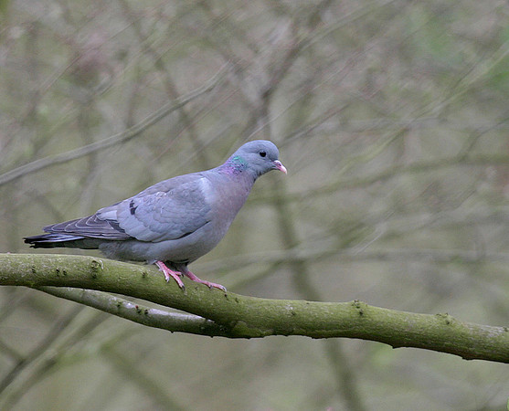 Stock Dove