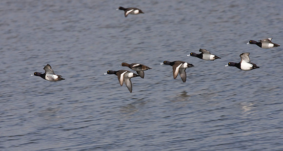 Tufted Duck in formation