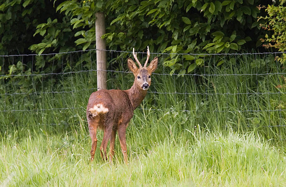 Roe Deer buck 1