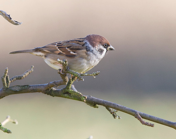 2P6A7593 Tree Sparrow mr butts - Nov 25