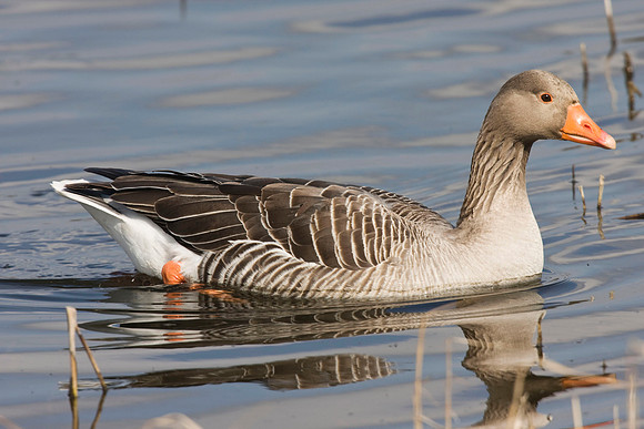 Greylag