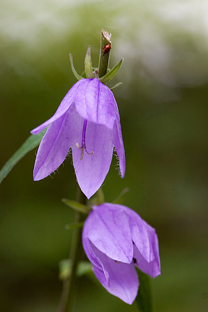 Harebell
