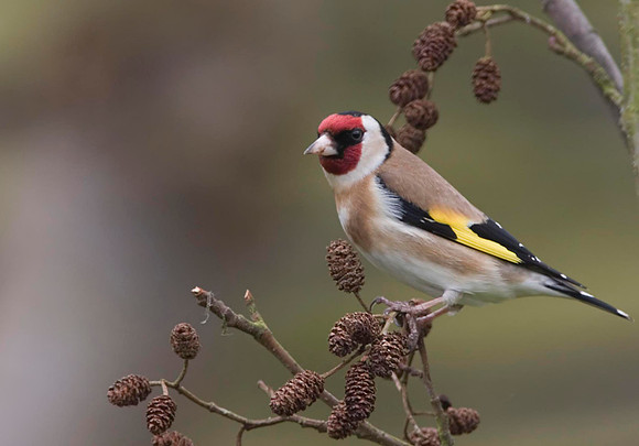 CRW_5575Goldfinch - 300f4 @ f71 - Crop -  March 30