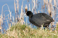 Coot