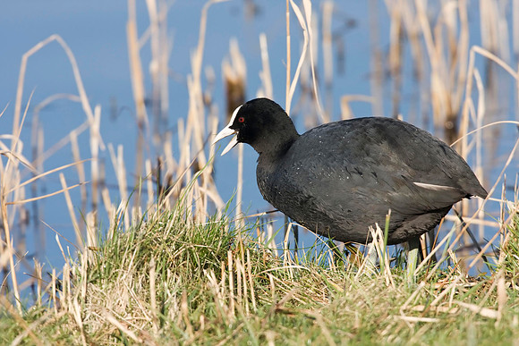 Coot