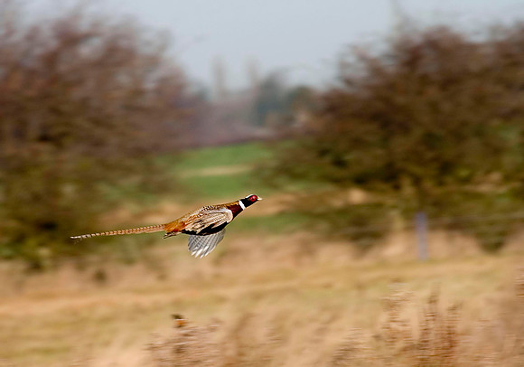 Cock Pheasant in flight