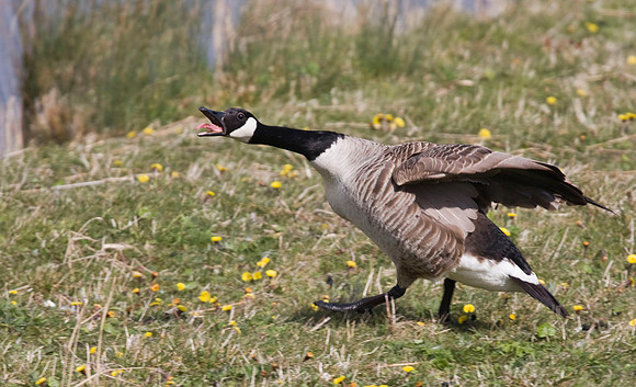 Grumpy Canada Goose