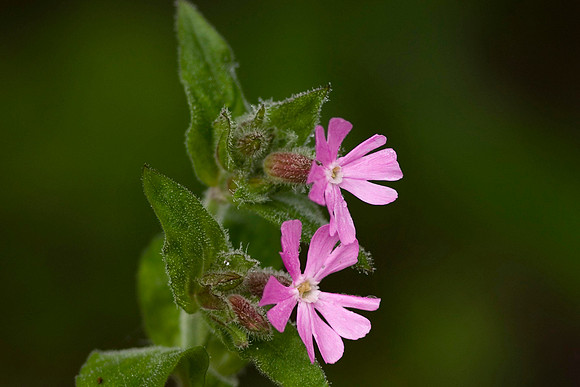 Red Campion
