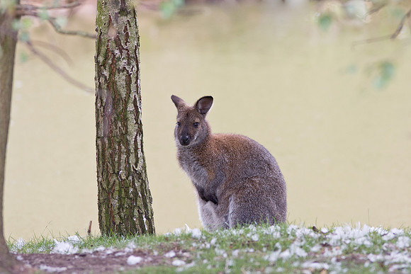 Wallaby