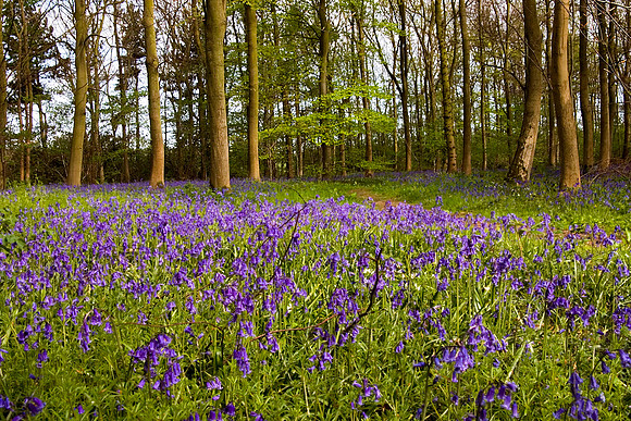 Bluebells