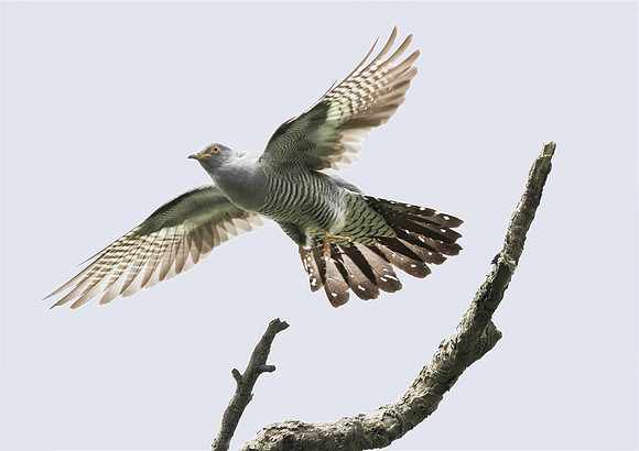 Cuckoo__7_June__2010-1507