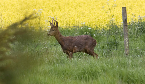 Roe Deer buck 2
