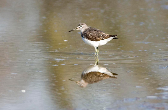 Green Sandpiper
